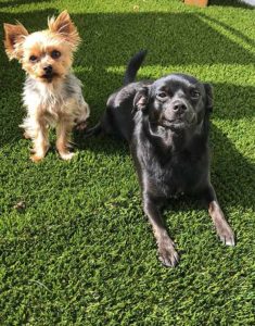 avantage-artificial-turf-green-turf-cheap-price-low-cost