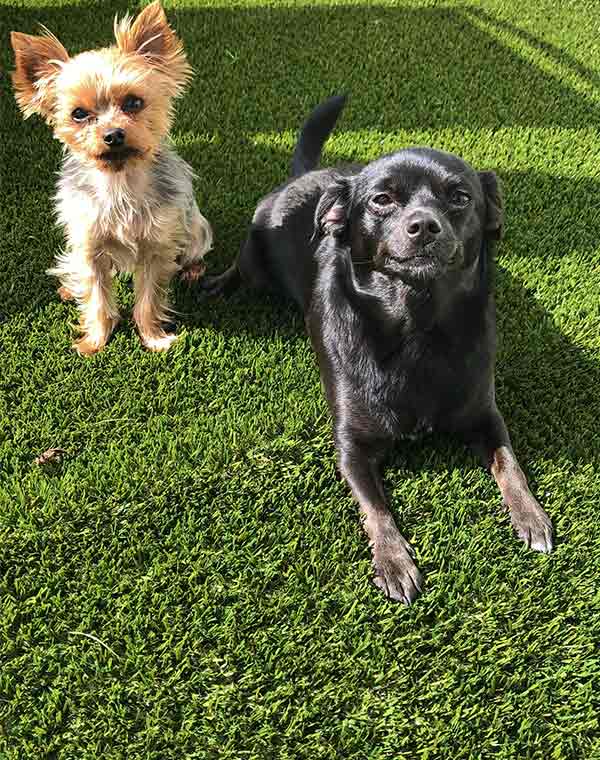 Avantage-pet-friendly-synthetic-grass-astro-tuf-dog-owners-urine-smell-resistant